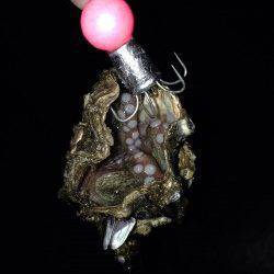 タコジグ、サイズは小さいですが大漁でした!