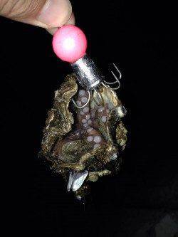 タコジグ、サイズは小さいですが大漁でした!