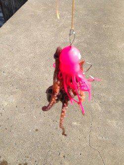 西宮浜　タコジグでのタコ狙い　次はサイズアップを