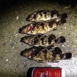 南芦屋浜石畳穴釣りでタケノコメバル〜石の隙間を狙いコツコツ釣れました