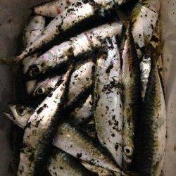 台風後の兵庫突堤〜タチウオ狙いはアタリなくサビキでサバの釣果