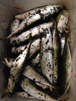 台風後の兵庫突堤〜タチウオ狙いはアタリなくサビキでサバの釣果