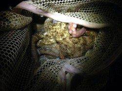 夕方からタコ狙いで釣行〜棚が絞れず苦労しましたが4ハイキャッチ