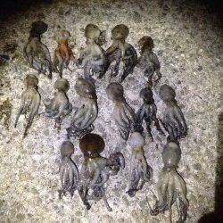 西宮ケーソンオクトパッシング、今年は1ヒロ迄位のタナで釣れています