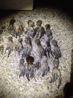 西宮ケーソンオクトパッシング、今年は1ヒロ迄位のタナで釣れています