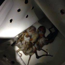 西宮でタコ釣り　タコジグサイズは3杯
