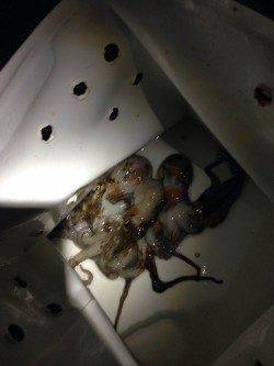 西宮でタコ釣り　タコジグサイズは3杯