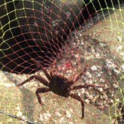 淀川河口ルアーでキビレ〜反応渋くランガンしてやっと一匹