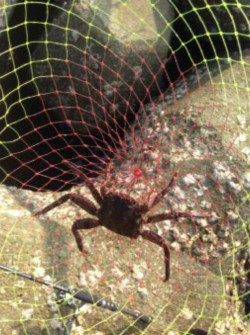 淀川河口ルアーでキビレ〜反応渋くランガンしてやっと一匹