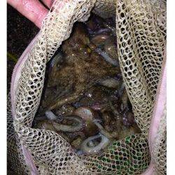 タコジグ、サイズは小さいですが大漁でした!