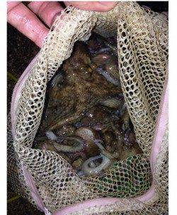 タコジグ、サイズは小さいですが大漁でした!