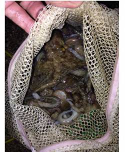 タコジグ、サイズは小さいですが大漁でした！…