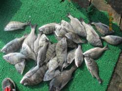 筏のチヌ好調キープ中〜オキアミ・コーンで数…