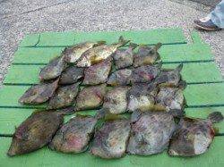 ヒラバエにてズボ釣りでカワハギ大漁☆