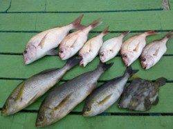 沖一文字外向き＆内向き・神谷一文字のカゴ釣り釣果