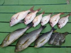 沖一文字外向き＆内向き・神谷一文字のカゴ釣…