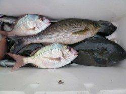 沖一文字外向き＆内向き・神谷一文字のカゴ釣り釣果