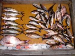 立島の通し釣りでアジ・マダイ・ウリボウ☆涼…