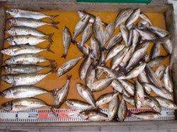 立島の通し釣りでアジ・マダイ・ウリボウ☆涼しい夜釣りがおすすめ