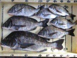 宮崎沖カセ釣果〜チヌ釣り前期もあと少しで終了です