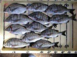 宮崎沖カセ釣果〜チヌ釣り前期もあと少しで終了です