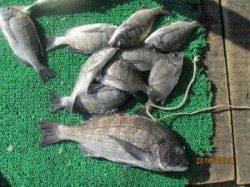 一文字前イカダ1号で年なし含むチヌ10枚の釣果