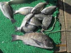 一文字前イカダ1号で年なし含むチヌ10枚の…