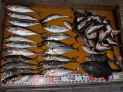 三尾の磯のフカセ通し釣りでアジ１９匹ＧＥＴ…
