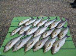 沖一文字内向き　通し釣りで良型イサギが大漁！