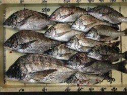 宮崎沖カセのチヌ、喰いよかったです♪