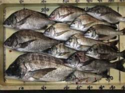 宮崎沖カセのチヌ、喰いよかったです♪