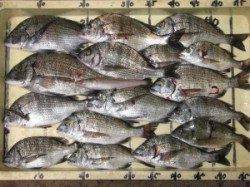 宮崎沖カセのチヌ、喰いよかったです♪