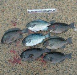 舞鶴田井の磯でのフカセグレ釣果