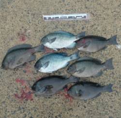 舞鶴田井の磯でのフカセグレ釣果