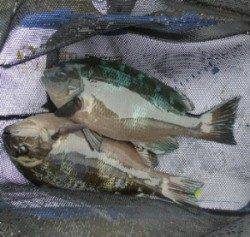 舞鶴田井の磯でのフカセグレ釣果