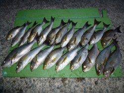 神谷沖一文字で夜通しのカゴ釣り　イサギ21匹