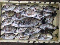 雨の宮崎沖カセ 立派なヒラメです