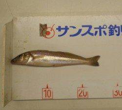 白杉　投げ釣りでキスの釣果あり