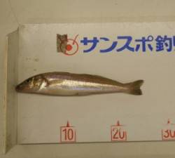 白杉　投げ釣りでキスの釣果あり