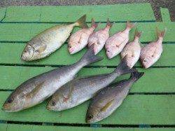 神谷沖一文字　カゴ釣りでイサギ・アイゴ・チャリコの釣果