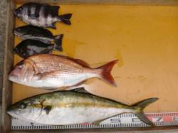 三尾の磯　カゴでヒラマサ70cm・フカセで…