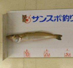 小橋波止で投げ釣り　イイサイズのキスが釣れています