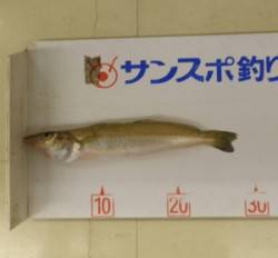 小橋波止で投げ釣り　イイサイズのキスが釣れ…