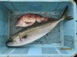 海上釣堀、メジロ・マダイ釣果　餌はサンマとダンゴ