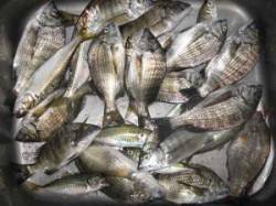 宮崎沖カセでのチヌ釣果　餌はアケミ貝です