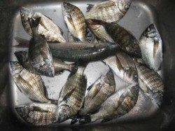 宮崎沖カセでのチヌ釣果　餌はアケミ貝です