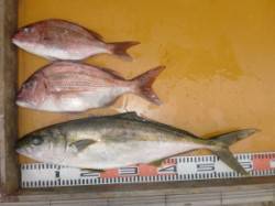 カゴでヒラマサ62cm、マダイ2匹(^_^…