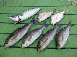 沖一文字外向きのカゴ釣りでイサギ・ゴマサバ・小ダイ