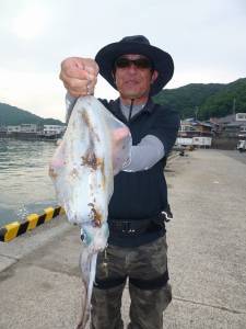 神谷一文字　エギングでアオリイカの釣果あり…