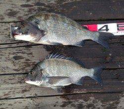 青井イカダでチヌ48cmと40cm、エサはサナギ、沖アミ